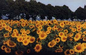 girasole.jpg (19792 byte)